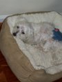 In Memory of Nugget